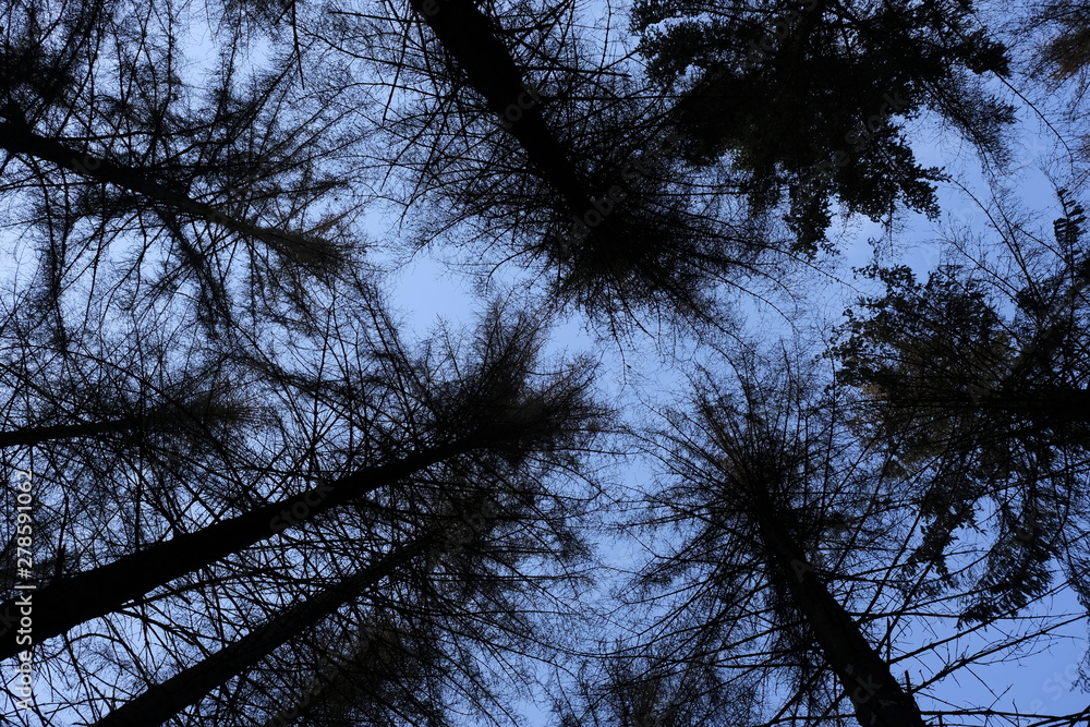 Obraz premium Low angular view dying forest