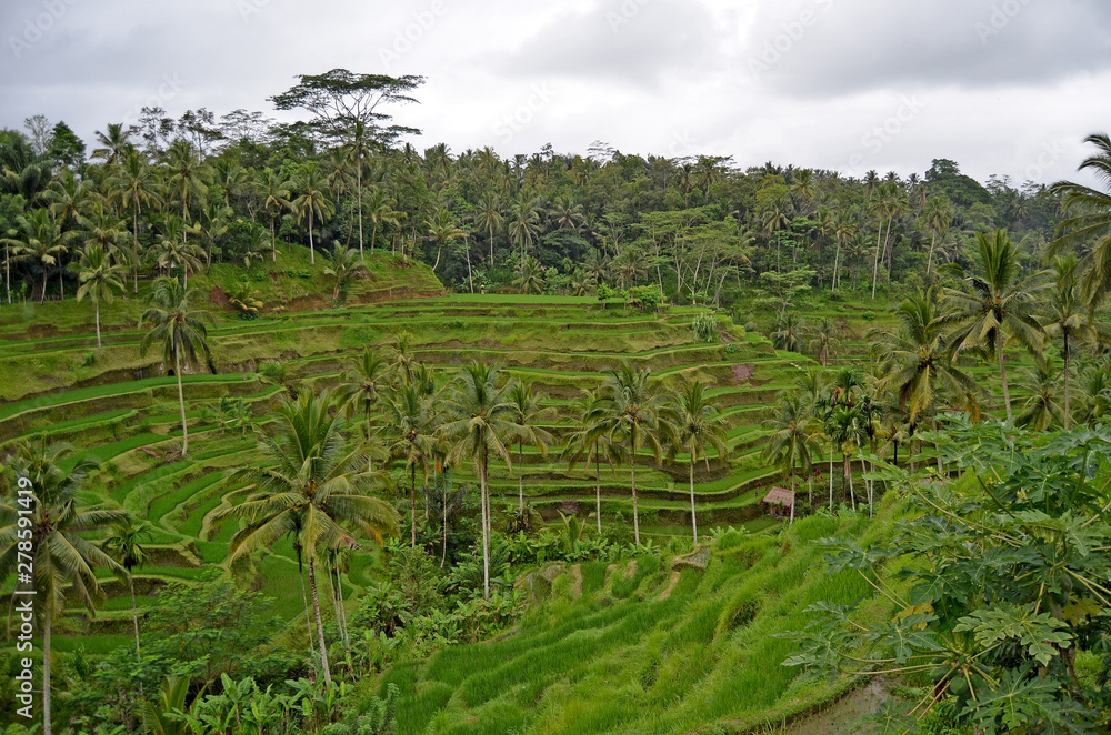 rice terraces. Bali's beautiful nature