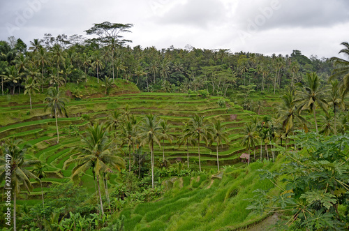 rice terraces. Bali s beautiful nature