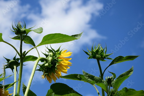 Sonnenblume - isoliert - vor blauen Himmel