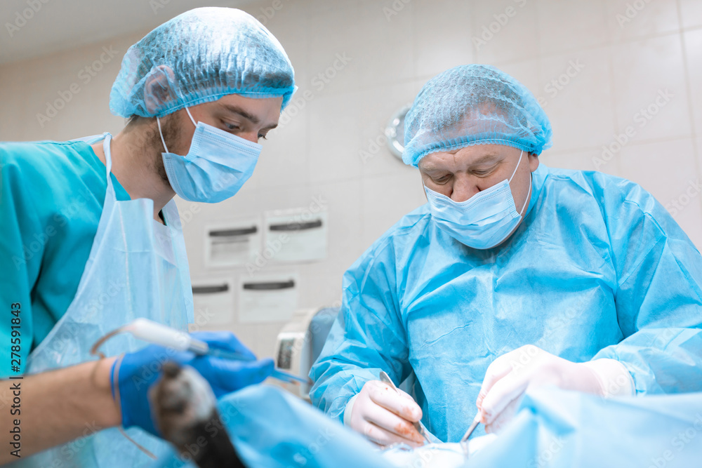 A surgeon veterinarian operates a dog in the operating room with an assistant..The medical team performs the sterilization operation. Gloved hands hold surgical instrument close up. Tinted in blue