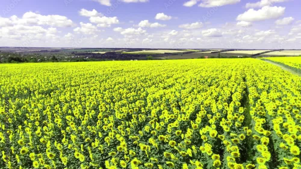 Flying over a Sunflower field, drone moving across a yellow field of sunflowers, aerial view of a sunflower field during the summer, summer landscape of a sunflower crop Flying over a Sunflower field, drone moving across a yellow field of sunflowers, aerial view of a sunflower field during the summer, summer landscape of a sunflower crop