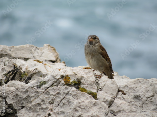 Beautiful sparrows of great beauty and nice color mugging for the camera © Malomalot