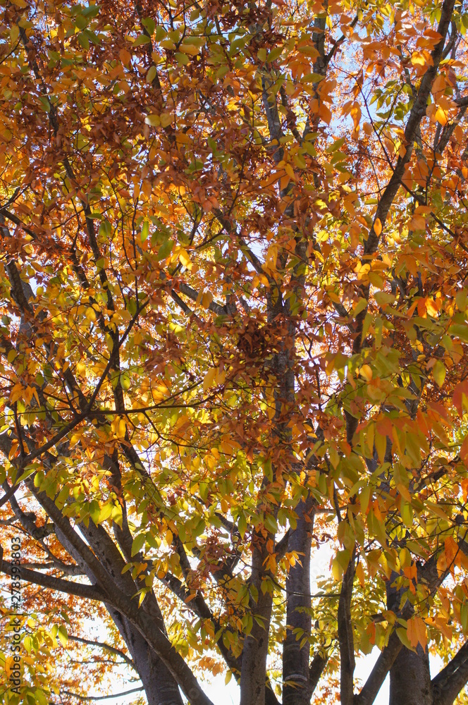 Autumn leaves tree sunny day