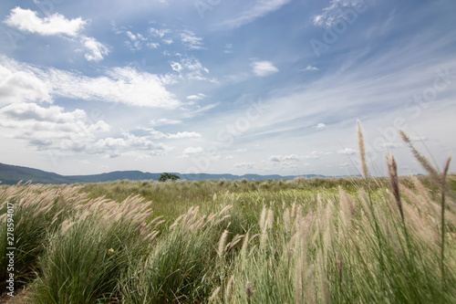 Landscape view of a grassland pasture on a warm summer s day with a beautiful blue sky. 