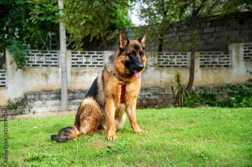 German Shepherd in Garden