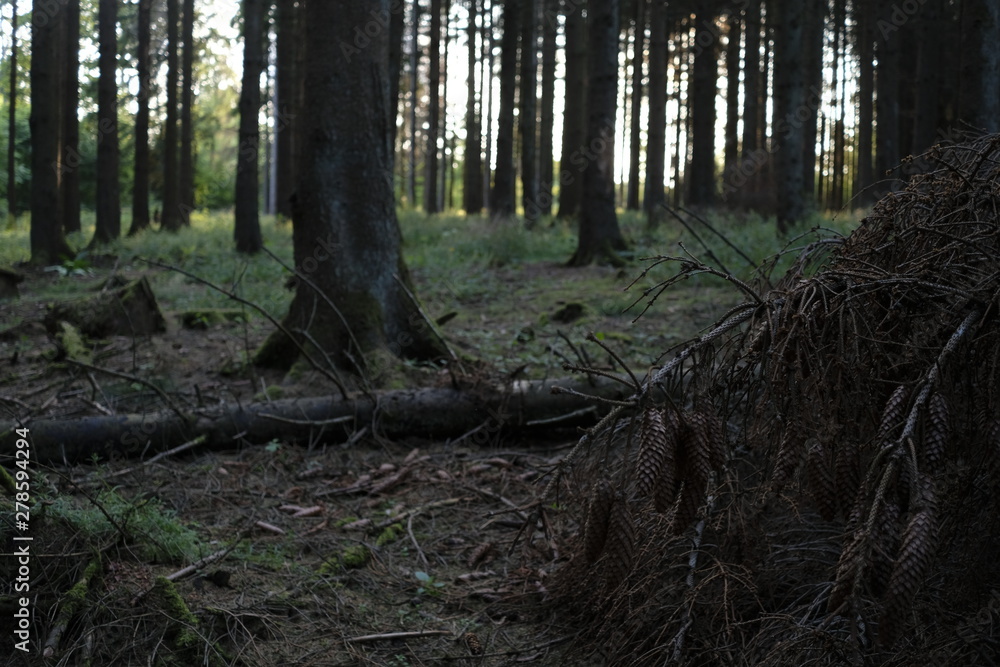 Forest evening scnenery Forest evening scnenery