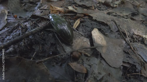 The pond is dry and the Water-tiger moves to new place, water insects. Silver water beetle (Hydrous piceus) photo