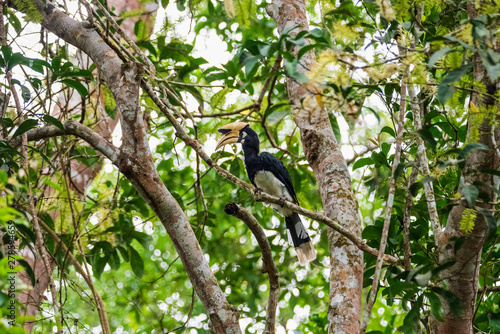 Oriental pied hornbill(Anthracoceros albirostris) stair at us on the branch in nature