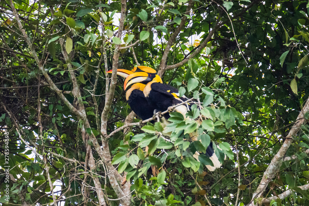 Great hornbill at Khao Yai national park Great hornbill at Khao Yai national park