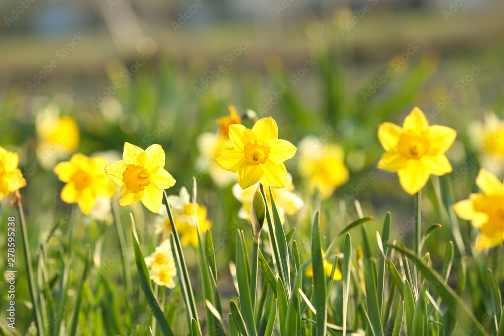 Field with fresh beautiful narcissus flowers on sunny day Field with fresh beautiful narcissus flowers on sunny day