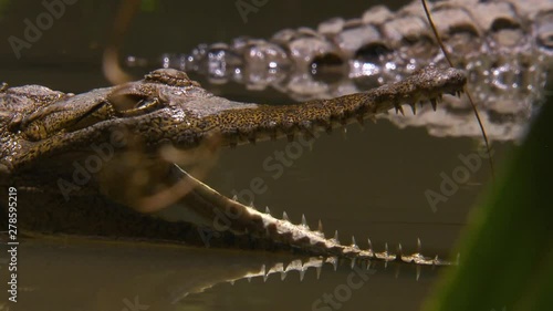 A freshwater crocodile partially submerged in shallow water with an open mouth photo