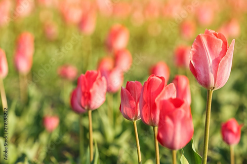 Field with fresh beautiful tulips. Blooming flowers