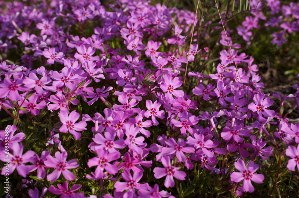 small purple Moss phlox flower's small purple Moss phlox flower's