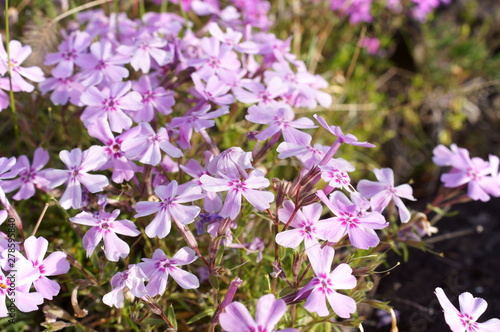 small purple Moss phlox flower s