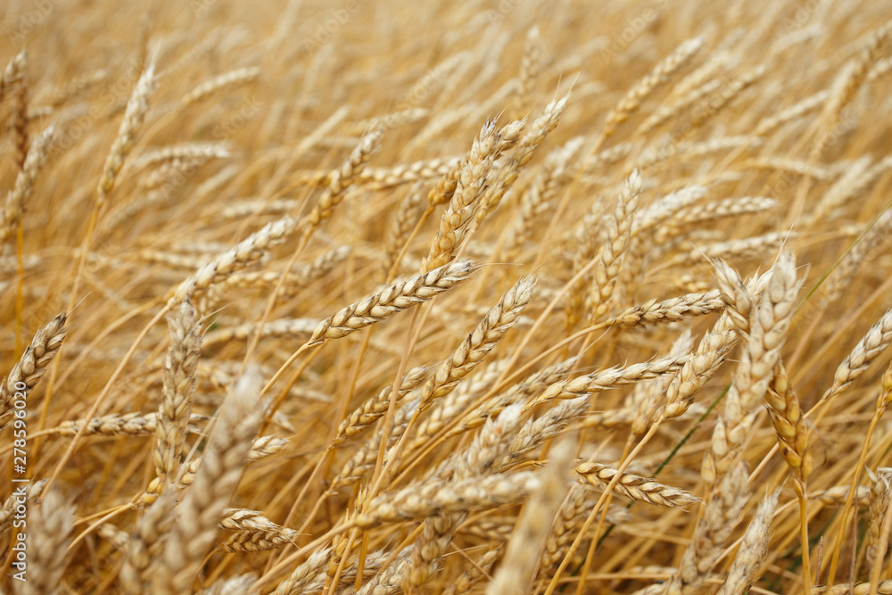 Fototapeta premium spikelets of wheat as a harvest