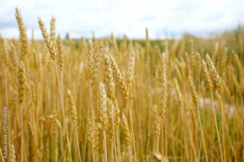 spikelets of wheat against the sky as a harvest