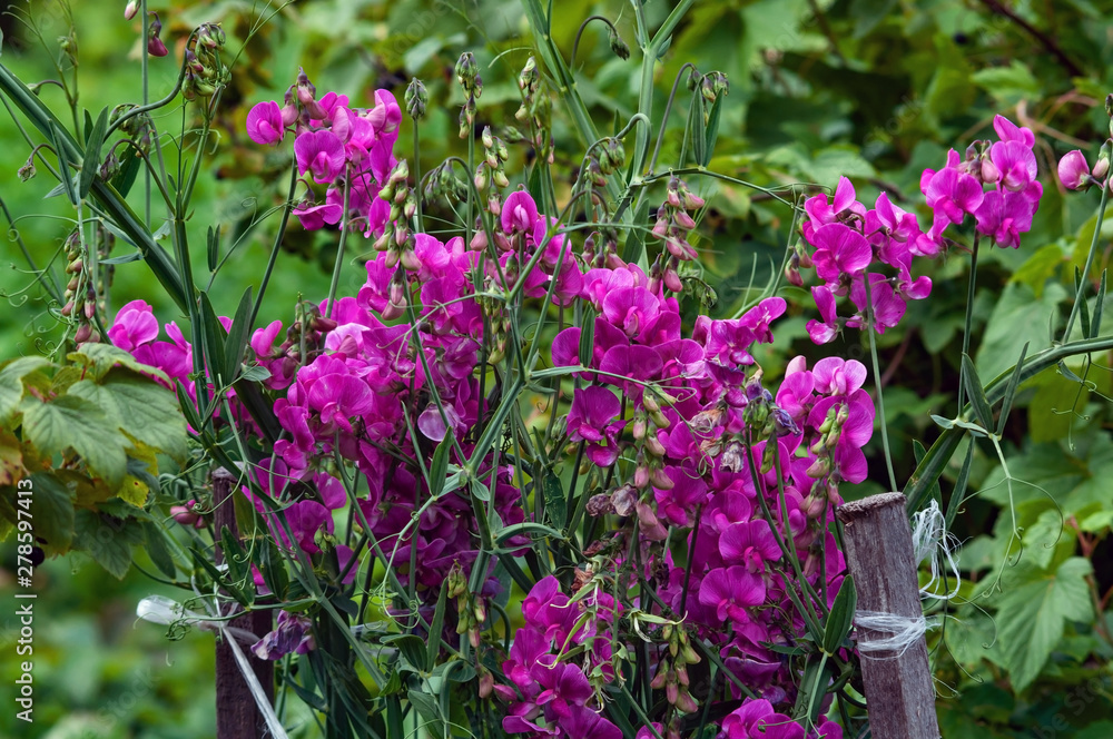 Obraz premium A large bush of sweet peas (Lathyrus odoratus), flowers and buds, photographed close-up