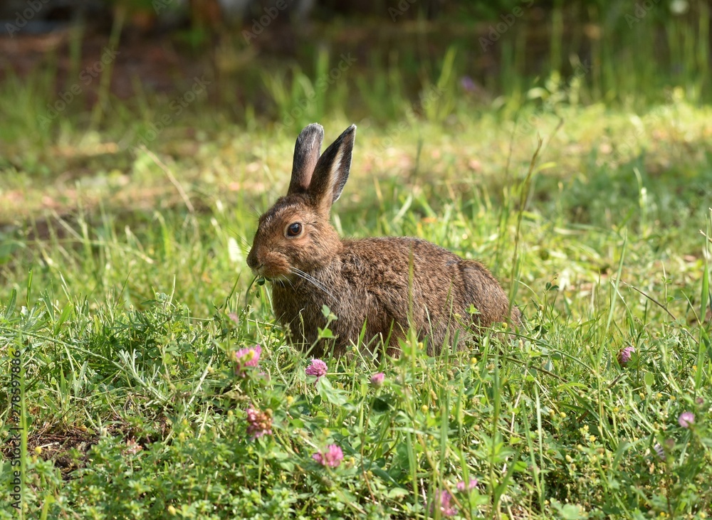 Wild hare sitting in clover and grass Wild hare sitting in clover and grass