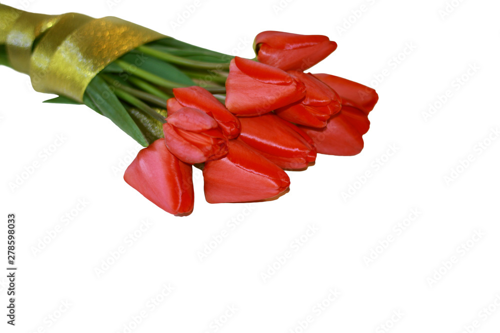 A beautiful bouquet of red tulips wrapped in gold ribbon on a white background. A beautiful bouquet of red tulips wrapped in gold ribbon on a white background.