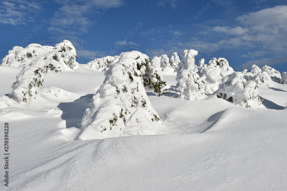Obraz premium Eiswald auf dem Brocken