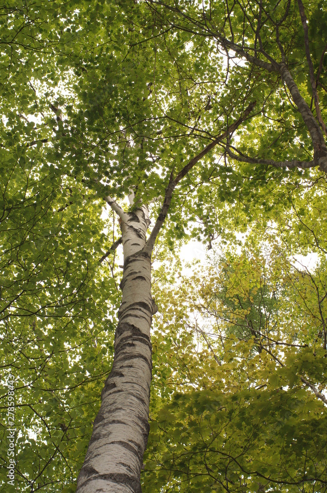 Fototapeta premium white birch Plateau Woods Nature