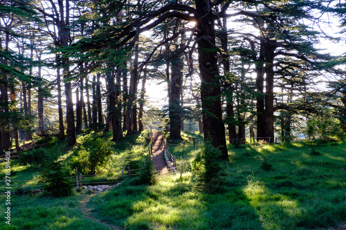 The Cedars of God forest in Lebanon