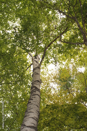 white birch Plateau Woods Nature