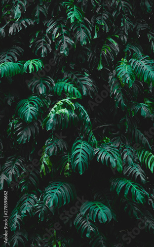 Fototapeta Naklejka Na Ścianę i Meble -  texture of green tropical leaves