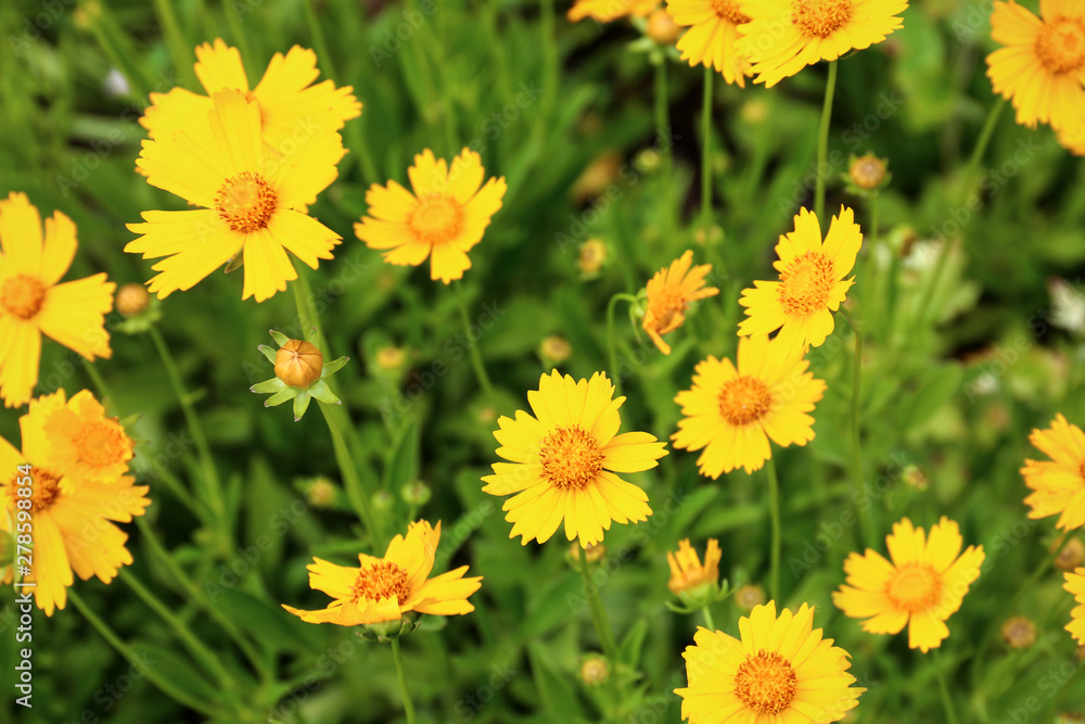 Field of amazing summer flowers. Beautiful nature Field of amazing summer flowers. Beautiful nature