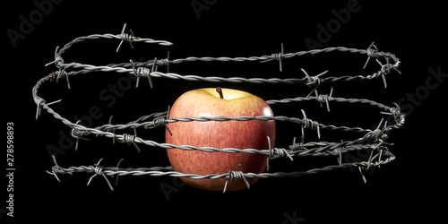 Red apple locked in barbed wire. Lust and temptation concept. Studio shoot. Isolated on black background. photo