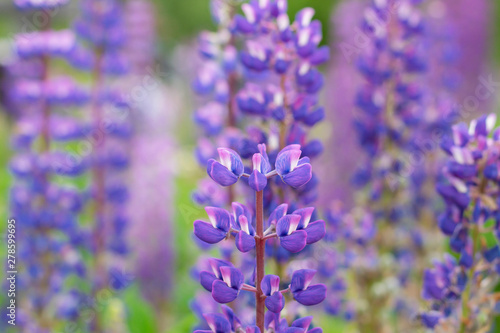 Lupine is a wildflower. Beautifully flowering glade - flower lupine.