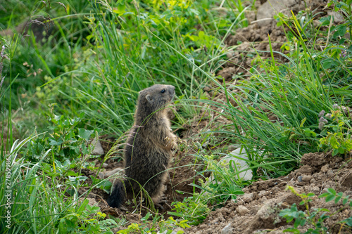 cute little marmot in the swiss alps