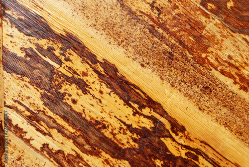 dry vine. wood pattern texture. background