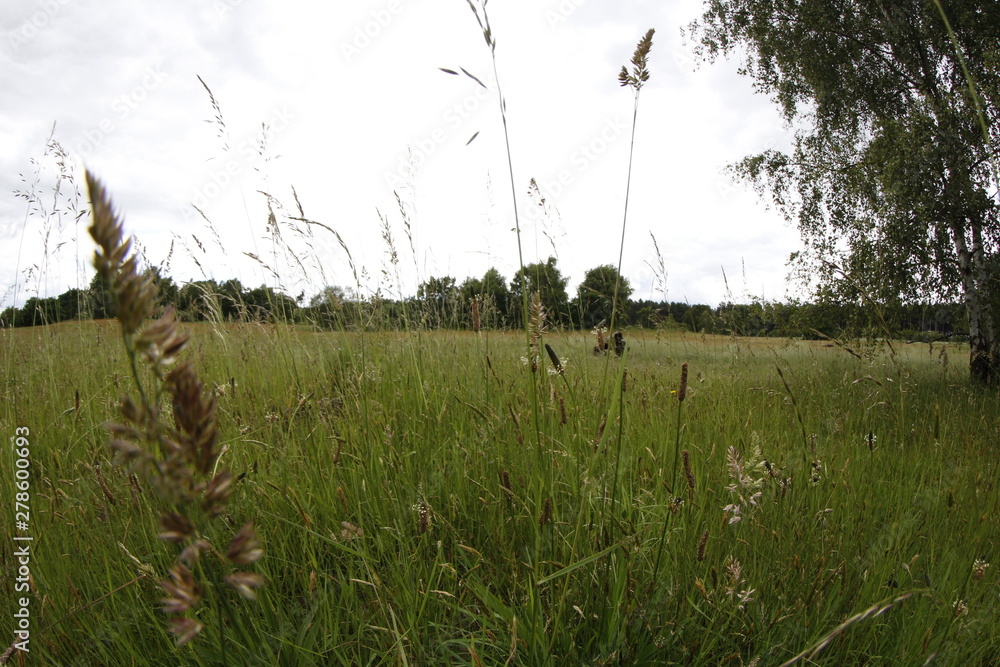 Tall grass in a field Tall grass in a field