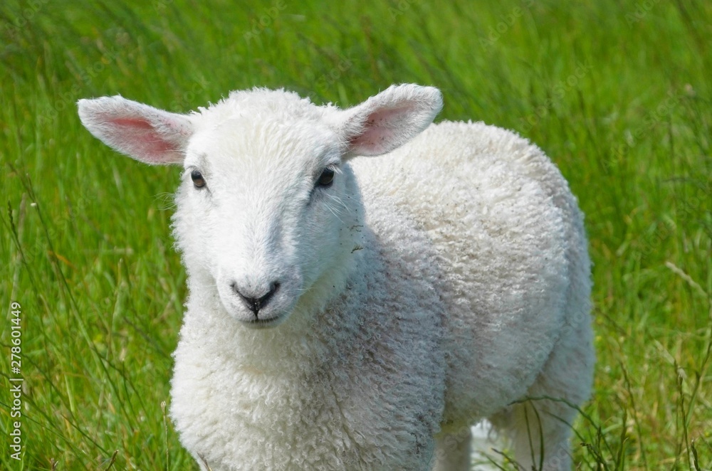 Lamb with pink ears Lamb with pink ears