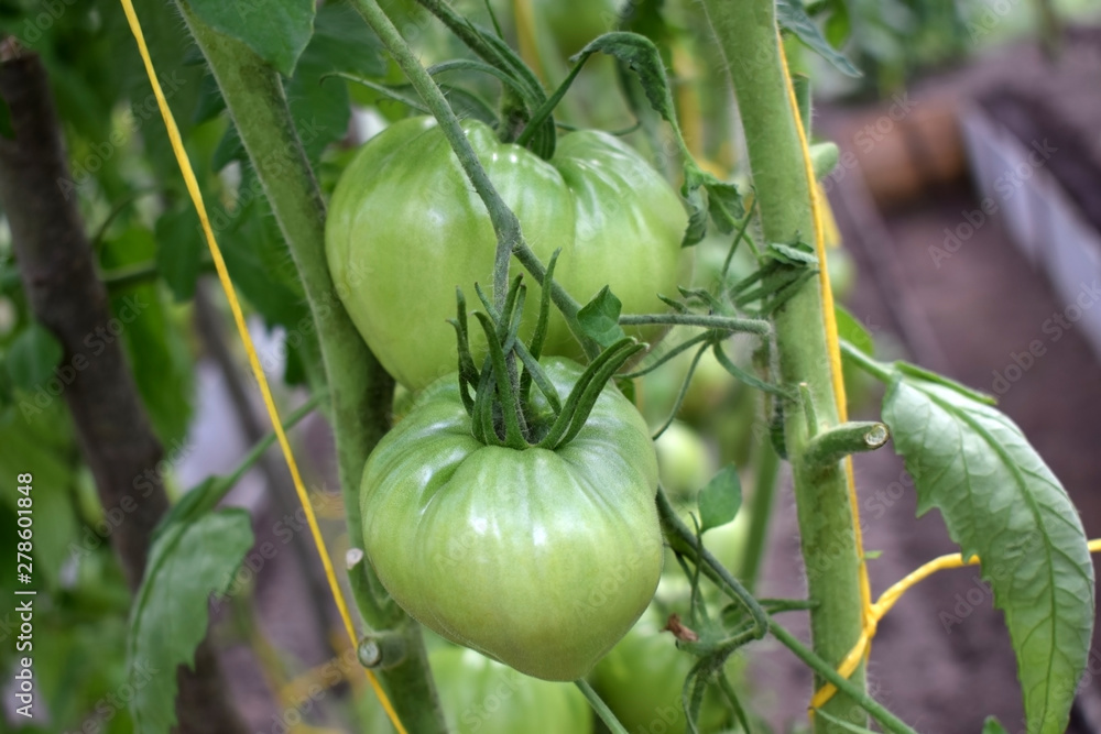 Big green tomatoes ripening on a branch in the greenhouse Big green tomatoes ripening on a branch in the greenhouse