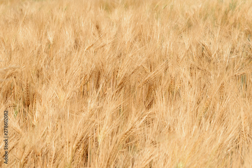 Background of wheat field