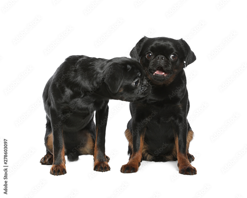 Fototapeta premium Adorable black Petit Brabancon dogs on white background