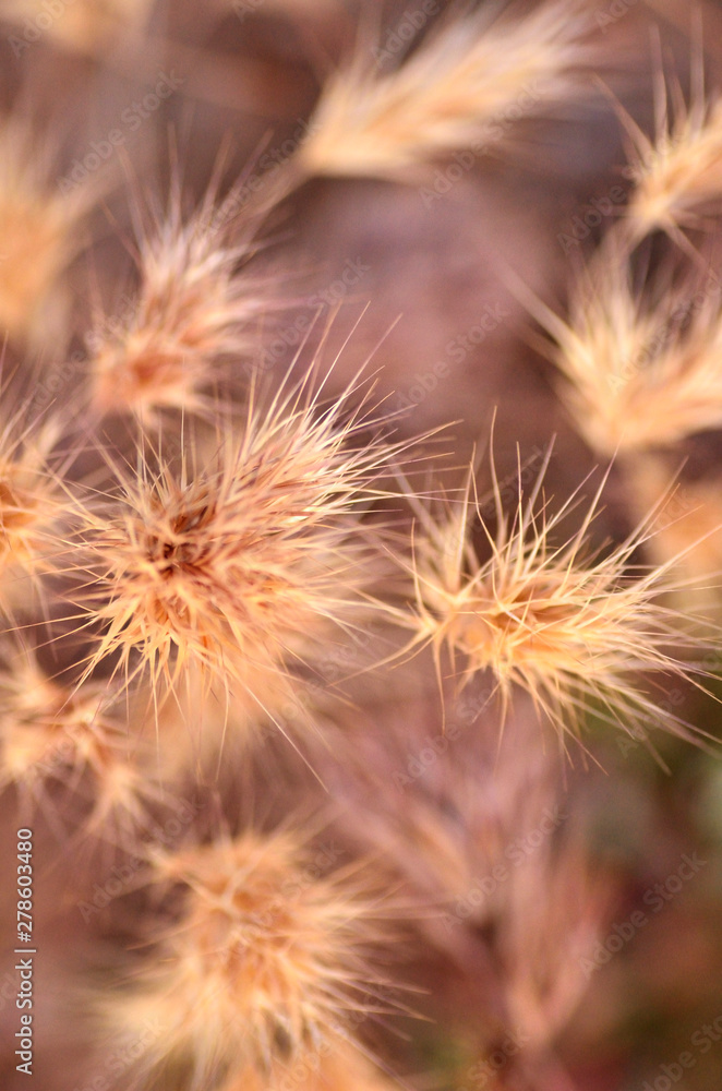 golden forest hedgehogs