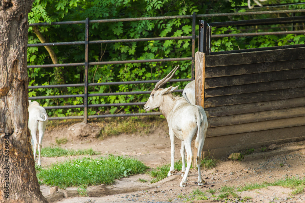 The wild white goat. Zoo, wild animals and mammal concept The wild white goat. Zoo, wild animals and mammal concept