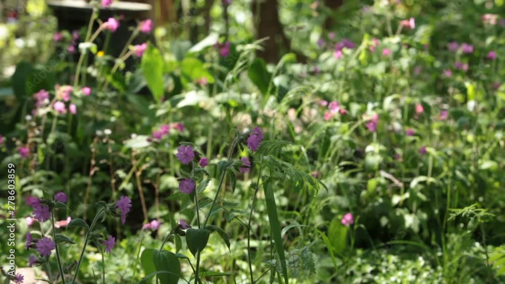 Silene wild flowers in the nature of a sunny summer day, healing plant Silene wild flowers in the nature of a sunny summer day, healing plant