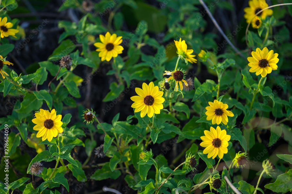 Flowers Flowers