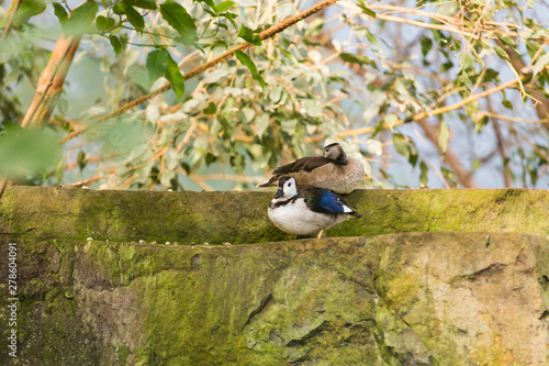 White-headed duck. Animal life concept in the reserve park. photo