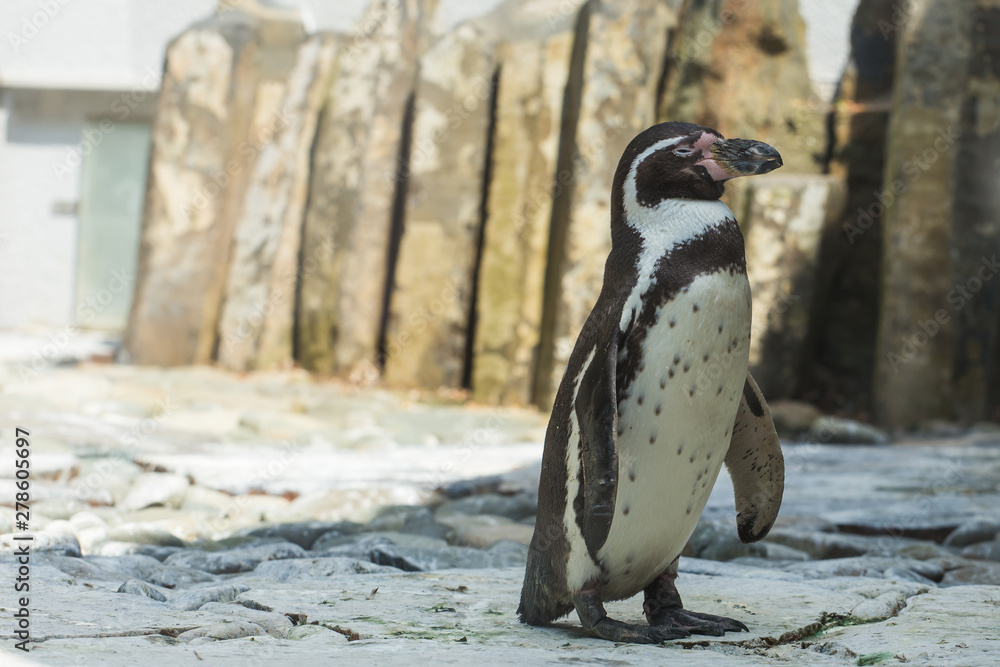 Naklejka premium Cute african penguin walking at the zoo. Concept of animal life in a zoo. Animal protection.