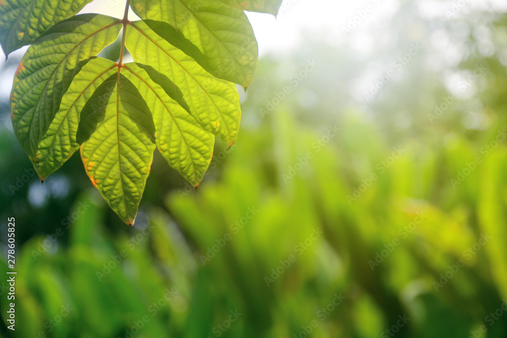 Beautiful sunlight blurred green leaf nature in garden background. Beautiful sunlight blurred green leaf nature in garden background.