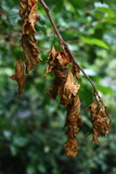 Dried leaves , tree branch on a green background