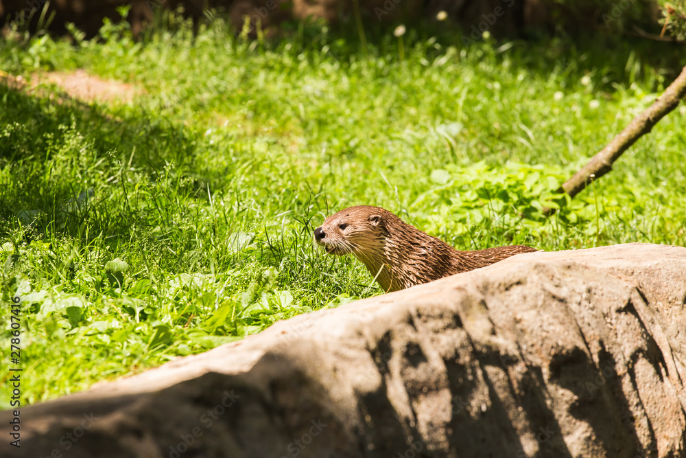 Nimble wet otter. Concept of predatory animals and life in nature. Animal protection concept. Nimble wet otter. Concept of predatory animals and life in nature. Animal protection concept.