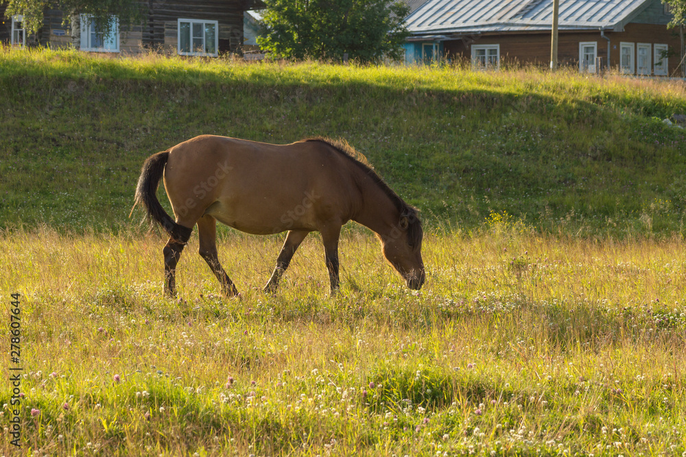 Horse in the meadow Horse in the meadow