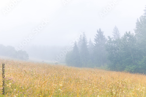 Foggy morning at beautiful landscape view with high grass meadow and spruce forest. Horse on a pasture as small detail.
